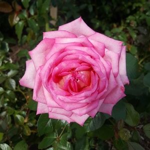 Meet your Posher, Starpig